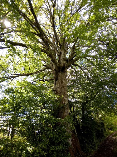 Hêtre pluricentenaire présent l'itinéraire