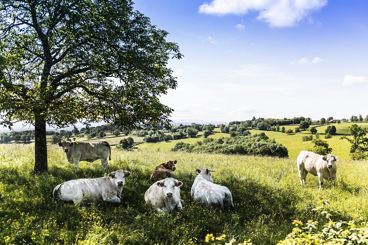 Bocage dans le sud Brionnais