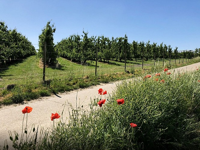 Wandel- en fietstochten - De Beneden-Maas