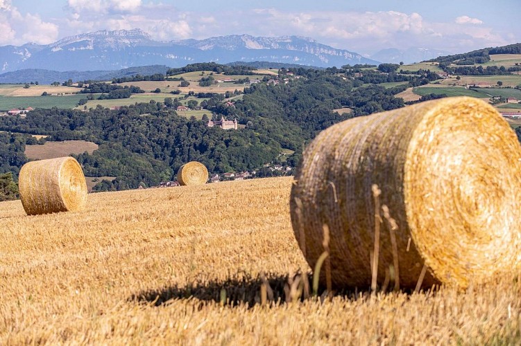 Randonnée Chélieu par monts et ruisseaux - vue château de Virieu