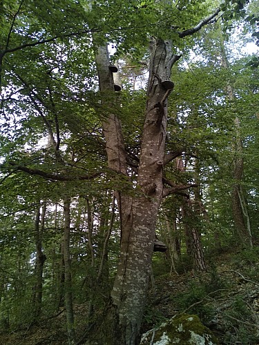 Chemin de Clot Roubaud