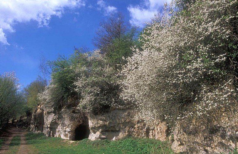 Lanaye-Montagne-St-Pierre_I2-4 grottes tuffeau
