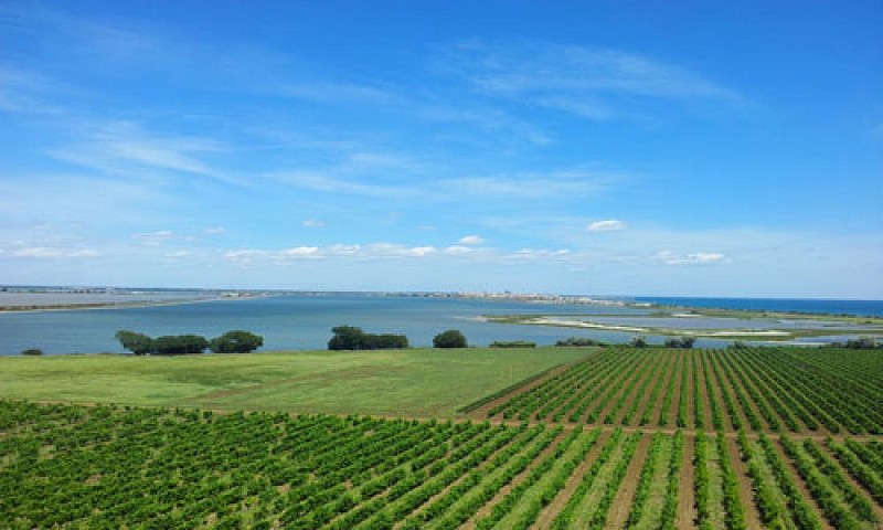 PAYSAGES DES ETANGS MONTPELLIERAINS