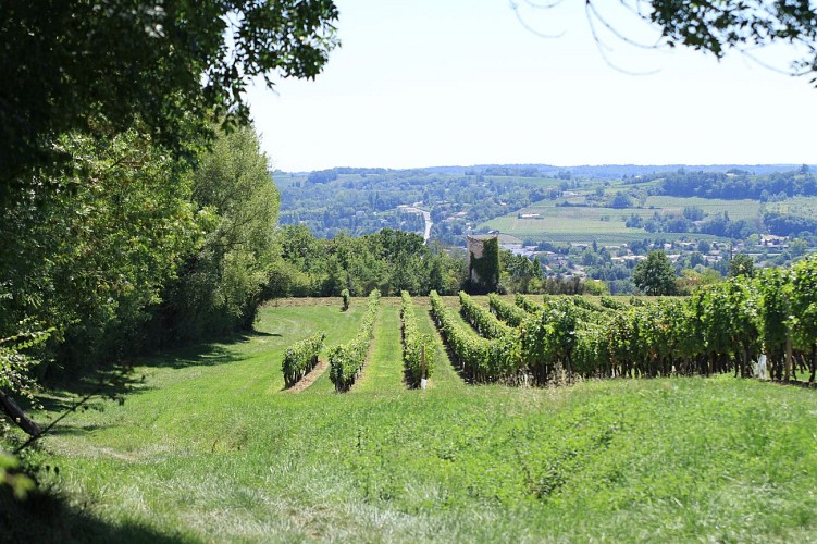 paysage vignes et moulin