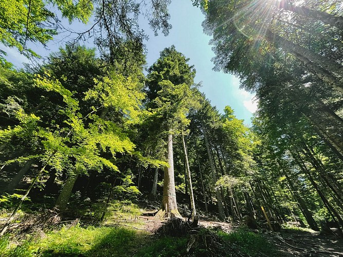 240613-41LaboucledeMalaterre-vert-7