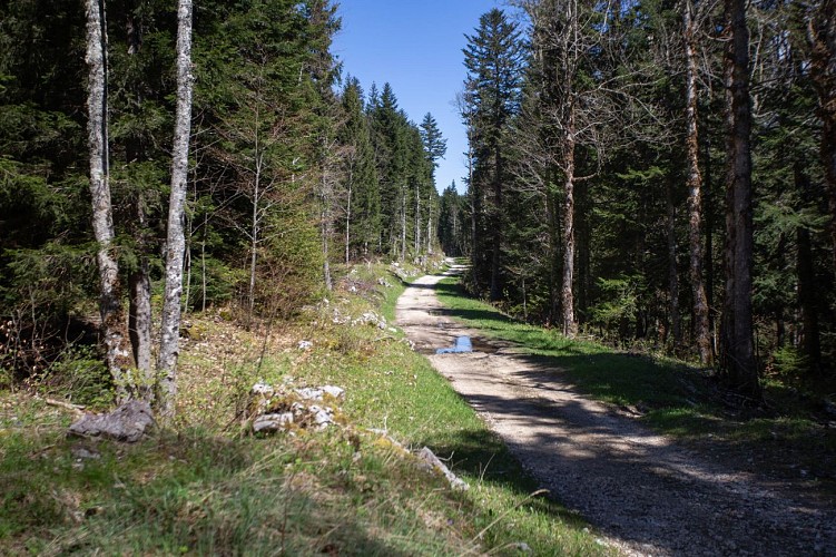 N°48 Le Sapin Bellier - boucle VTT