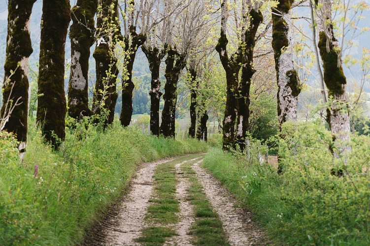 Le chemin des traces - bleu