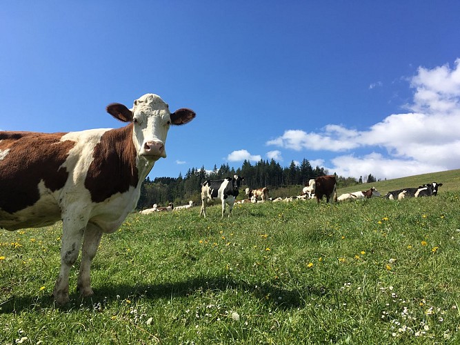 Mountain bike route - From Montsalvy to the Goul Valley