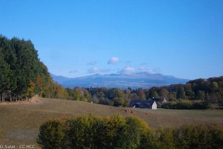Le champ des oiseaux