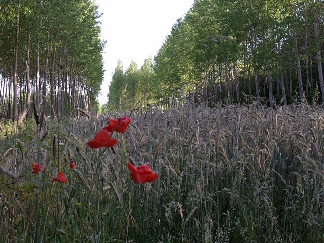 Blé circuit 6396124 © OTPBB