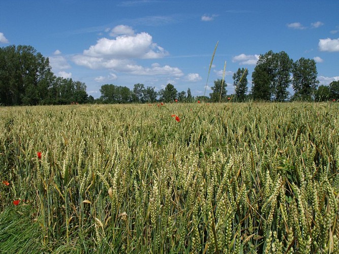 blé coquelicots circuit 6395996 © OTPBB