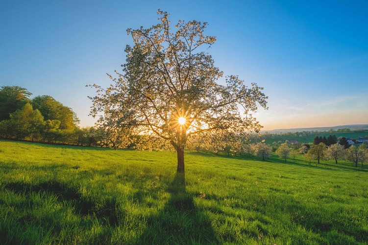 Circuit pédestre "Des Monts Durand aux Pierres-de-Roûge" - Vosges du sud