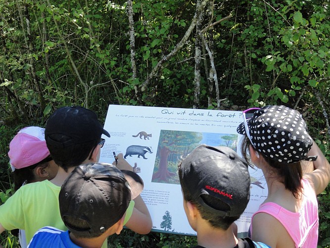 Circuit pédestre "Champfleurey" - Vosges du Sud