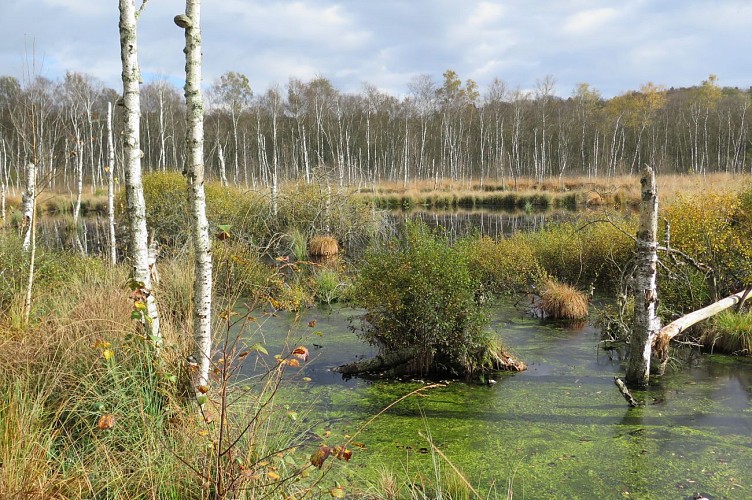 Circuit pédestre "L'eau et la pierre" - Vosges du Sud