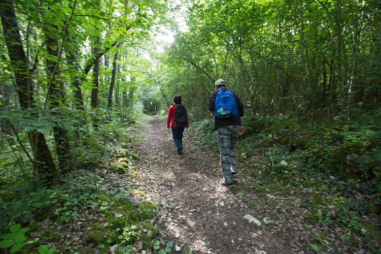 Le bois des Roches - Petit sentier ombragé