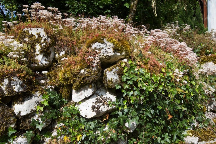 Le bois des Roches - Muret