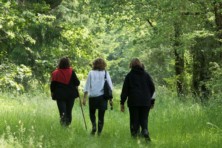 Du parc à la forêt