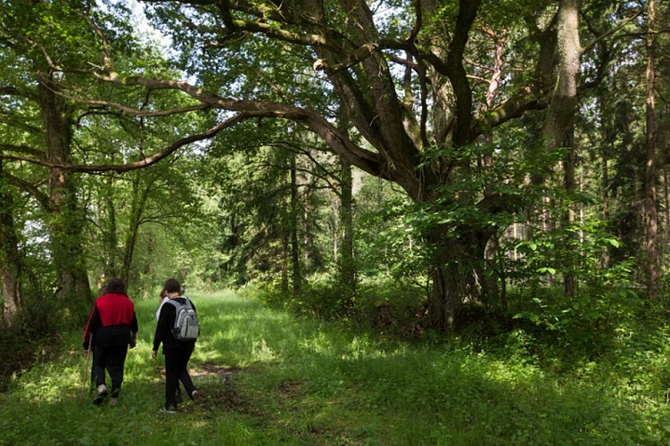 Du parc à la forêt