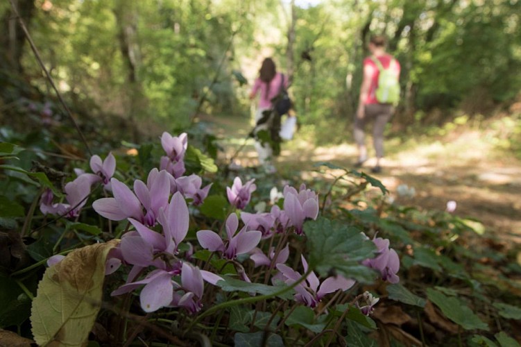 Les bords de l'Anglin -