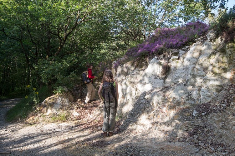 L'Anglin, de roches en roc - Bord de chemin