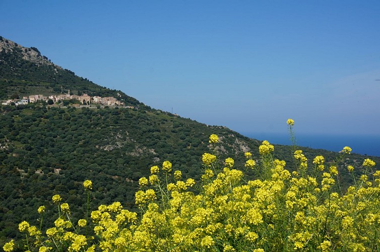 Giru di L'Île-Rousse Sta Reparata Monticello