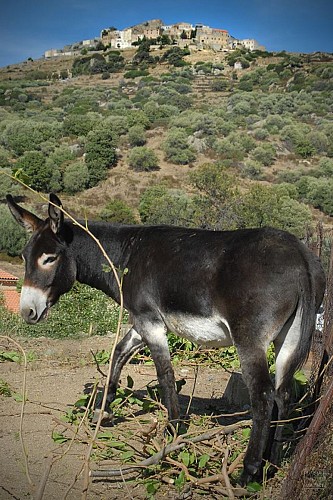 Hiking 11 : Santa Reparata tour