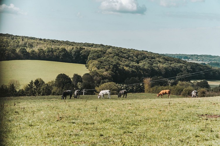 Bocage landscape and cows in Chimay