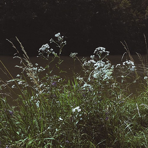 Végétation au bord de l'eau à Momignies