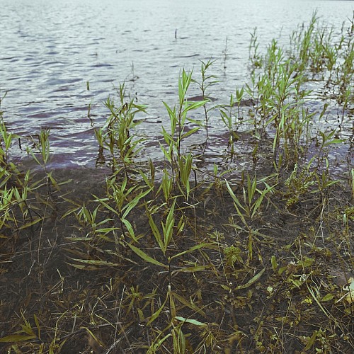 Végétation au bord de l'eau à Momignies
