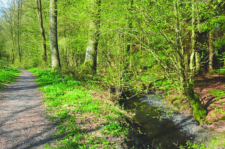 Promenade le long du Ry de Fromont à Sivry-Rance