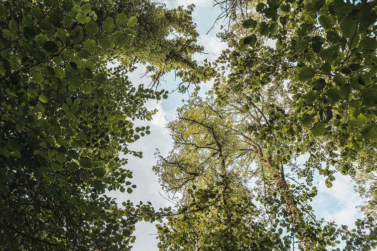 Wandeling in de bossen van Montbliart in Sivry-Rance