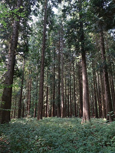 Bois à Sivry-Rance