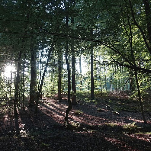 Wandelen in het bos in Sivry-Rance