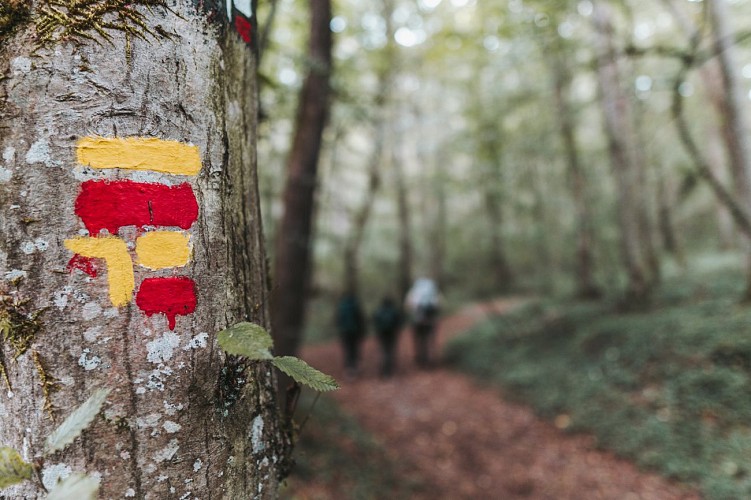Fernwanderung von La Forêt du Pays de Chimay – Streckenabschnitt Macquenoise - Chimay