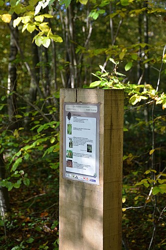 Promenade du Bois de Bruyère