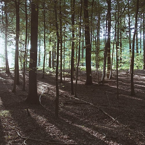 Het bos van Bruyère in Sivry-Rance
