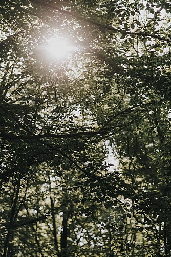 Zon door boombladeren in Sivry-Rance