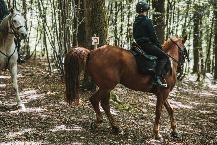 Cavaliers dans les bois à Sivry-Rance