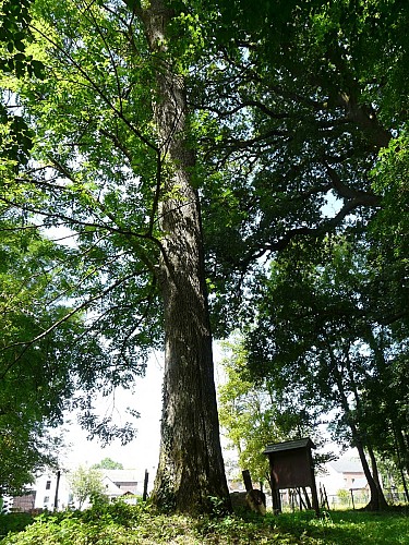 Arbre de la jeunesse