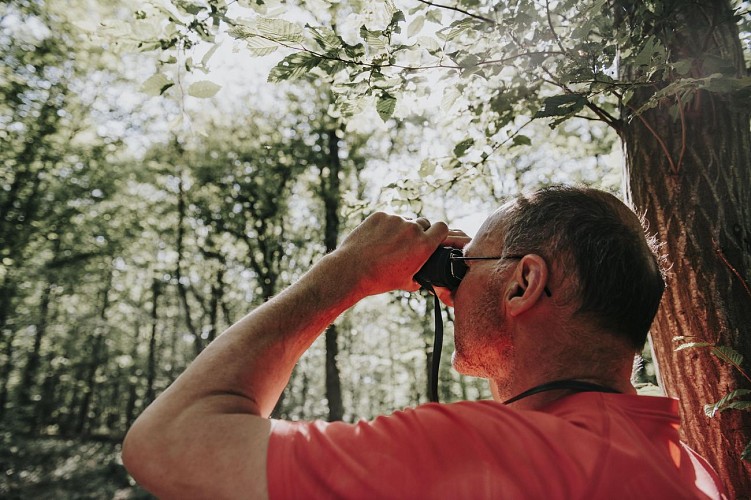 Observation des oiseaux dans les bois