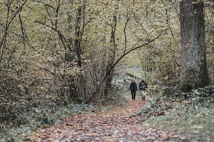 Promenade dans les bois à Florennes