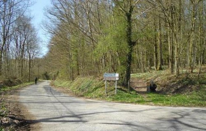 Route dans le bois de la Masure à Momignies