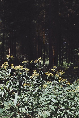Fleurs dans les bois à Momignies