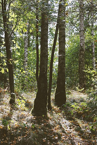 Walk in the woods in Viroinval