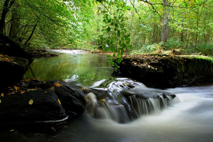 Promenade le long d'un ruisseau en forêt