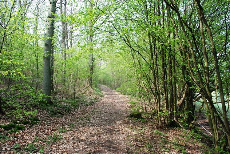 Woods in Viroinval