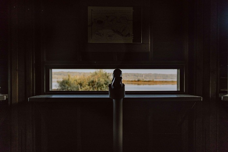 Fauna und flora im wald und im wasser