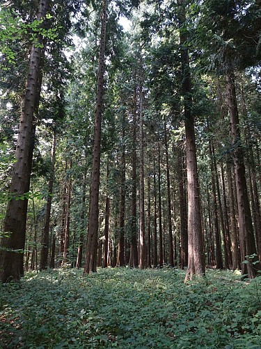 Forêt à Viroinval