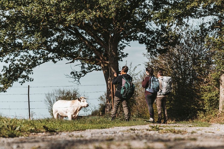 Vache dans un champ à Walcourt