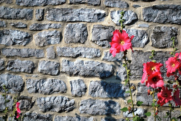 Fleurs à Walcourt